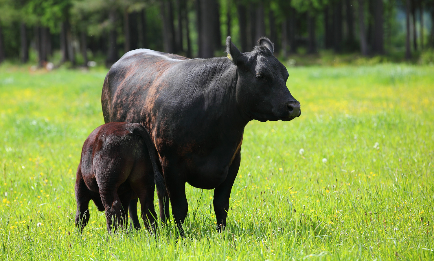 Black Angus