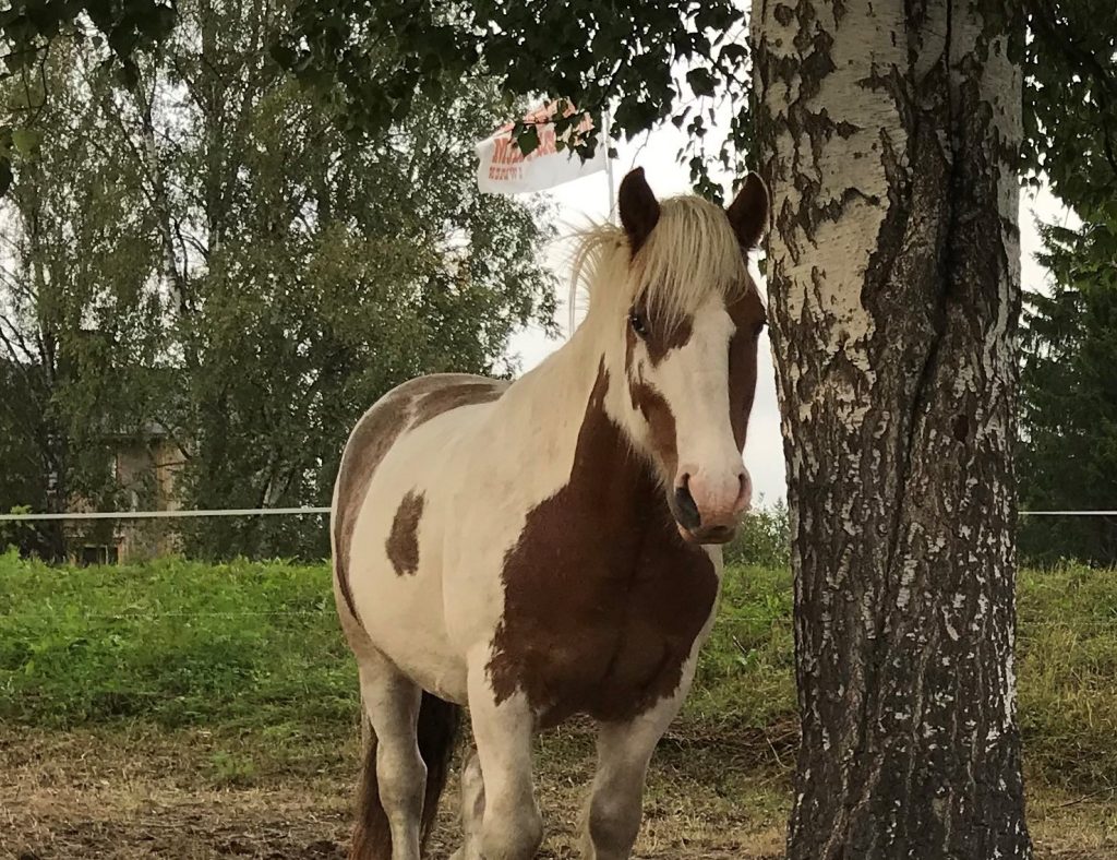 Cloony i sommarhagen